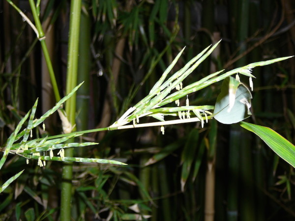 竹の花２
